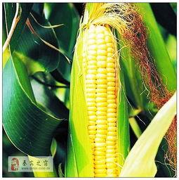 玉米最新爆料,揭秘玉米产业的最新动态与未来趋势